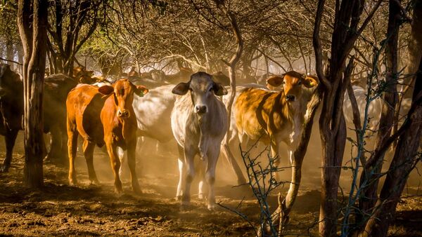 AFD lanza programa de renegociaci贸n agropecuaria en apoyo a sectores productivos