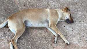 Cuatro personas fueron detenidas por muerte de un perro en Cambyretá