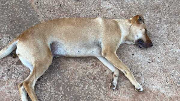Cuatro personas fueron detenidas por muerte de un perro en Cambyretá