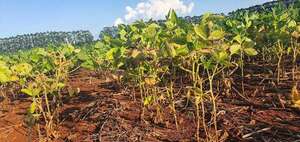 AFD lanza programa de renegociación agropecuaria - Negocios - ABC Color