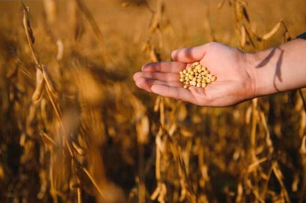 Productores de soja reclaman alto costo del descuento aplicado por exportadores - Economía - ABC Color