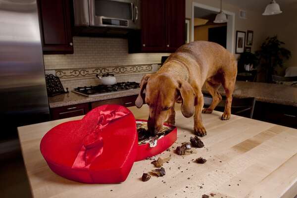 San Valentín: Consejos para evitar que tus mascotas sufran accidentes con chocolates y flores - Mascotas - ABC Color