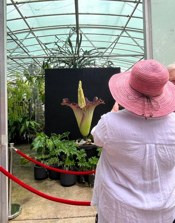 Una enorme “flor cadáver” abre sus pétalos tras 15 años de espera en Australia - La Clave