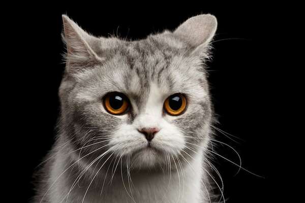 Estas señales indican que tu gato puede estar estresado: aprendé a reconocerlas para ayudarlo - Mascotas - ABC Color
