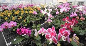 Organizan Feria de Orquídeas este jueves 14 de febrero frente al MAG en San Lorenzo