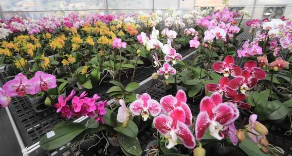 Organizan Feria de Orquídeas este jueves 14 de febrero frente al MAG en San Lorenzo
