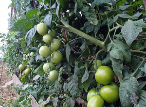 Exigen controles para garantizar los beneficios del proyecto Hambre Cero - La Clave