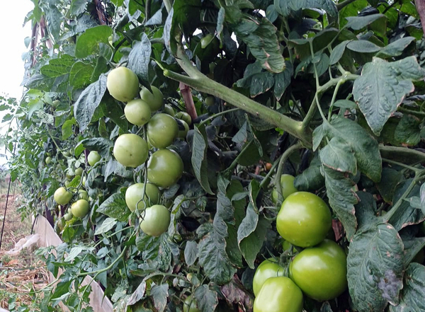 Exigen controles para garantizar los beneficios del proyecto Hambre Cero - La Clave