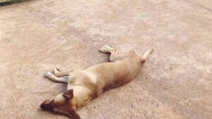 Mataron a perro de un balazo: Albañil quedó preso y tres fueron liberados