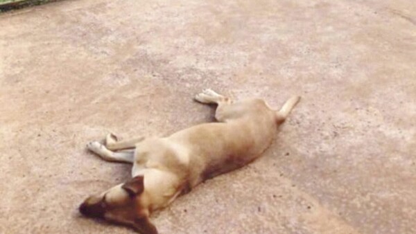 Mataron a perro de un balazo: Albañil quedó preso y tres fueron liberados
