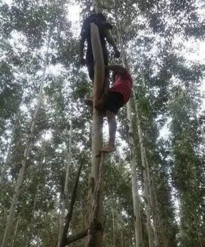 Sospechan que karai pyhare le ató a un joven en la punta de eucalipto