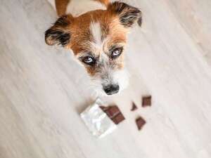 Cómo actuar si tu perro se envenena: productos tóxicos comunes en casa - Mascotas - ABC Color