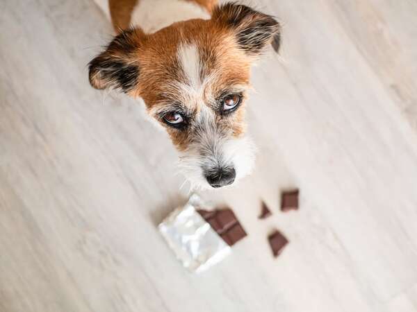 Cómo actuar si tu perro se envenena: productos tóxicos comunes en casa - Mascotas - ABC Color