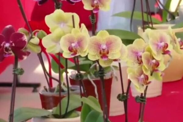 Feria de Agricultura y Ganadería en San Lorenzo ofrece orquídeas por el Día de los Enamorados - SNT