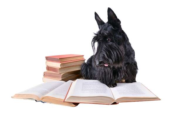 Estos son los perros más independientes: razas que no necesitan tanta atención - Mascotas - ABC Color