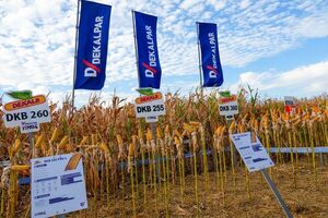 De cara a la zafriña, Dekalpar impulsó híbridos en Día de Campo de Pirapó
