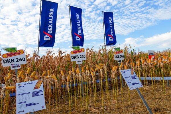 De cara a la zafriña, Dekalpar impulsó híbridos en Día de Campo de Pirapó