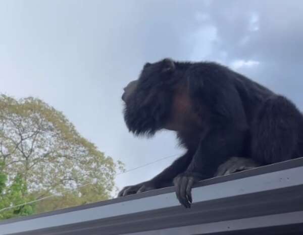 Video: karaja en Villa Florida “canta” en los techos y se hace viral - Nacionales - ABC Color