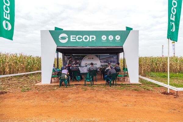 Ecop aportó fertilización en la parcela demostrativa de la Cooperativa Bergthal