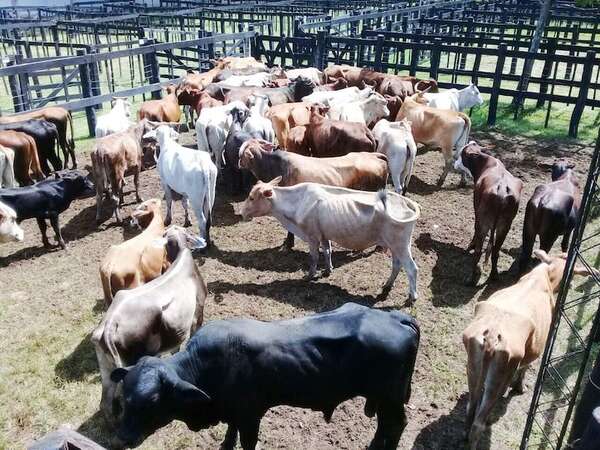 Caapucuú: Detienen e imputan a un presunto abigeo por el hurto de una vaca en una estancia - Nacionales - ABC Color