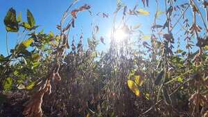 Productores de soja enfrentan grave crisis por sequía y bajo precio internacional - ABC en el Este - ABC Color