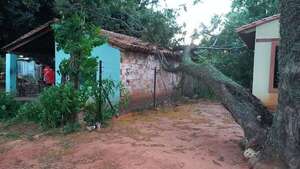 San Antonio: hombre sobrevive de milagro tras la caída de un árbol sobre su vivienda  - Nacionales - ABC Color