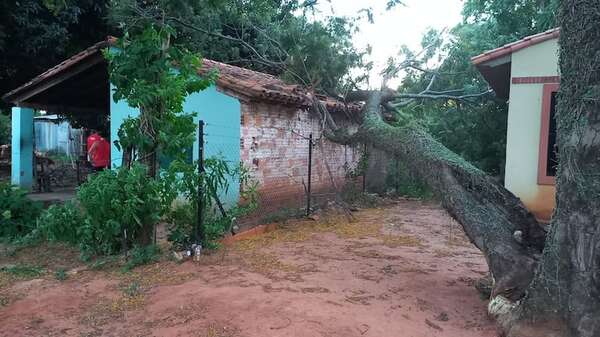 San Antonio: hombre sobrevive de milagro tras la caída de un árbol sobre su vivienda - Nacionales - ABC Color