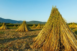 Madera, sésamo y cuero: productos paraguayos que lideran las exportaciones en el mercado chino - 1000 Noticias