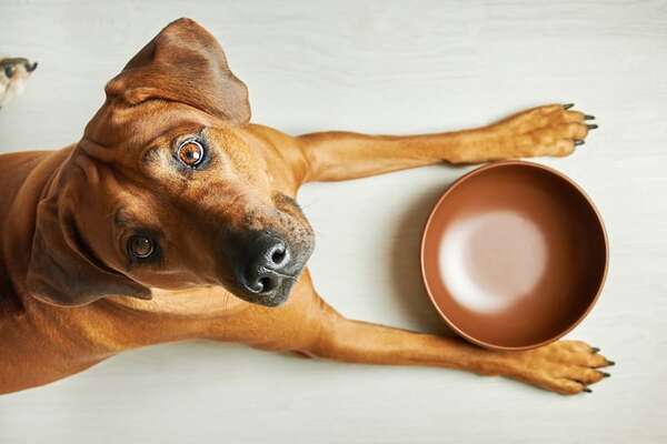 ¿La comida casera es mejor que el pienso? Pros y contras de cada alimento para perros y gatos - Mascotas - ABC Color