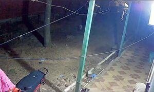 (VIDEO)Doña enloqueció por la música y tiró petardo contra una perrita