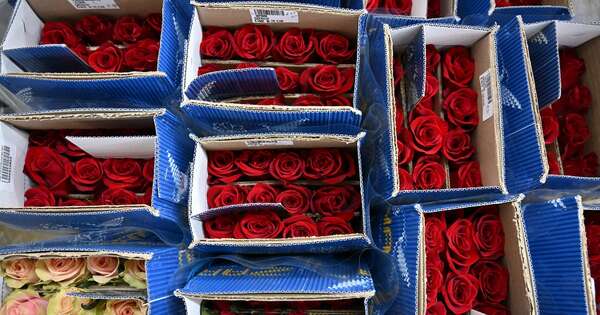 La Nación / Colombia exporta 900 millones de flores por San Valentín