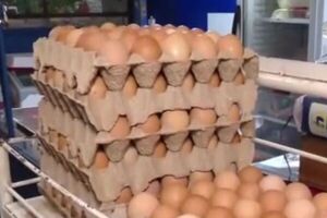 Precio de los huevos sigue en alza - SNT