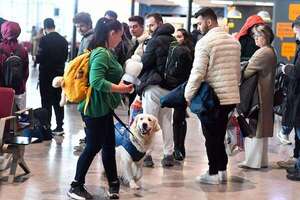 Perro ofrece momentos de relajación en el aeropuerto a quienes tengan miedo a volar - Mascotas - ABC Color