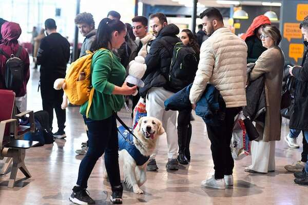 Perro ofrece momentos de relajación en el aeropuerto a quienes tengan miedo a volar - Mascotas - ABC Color