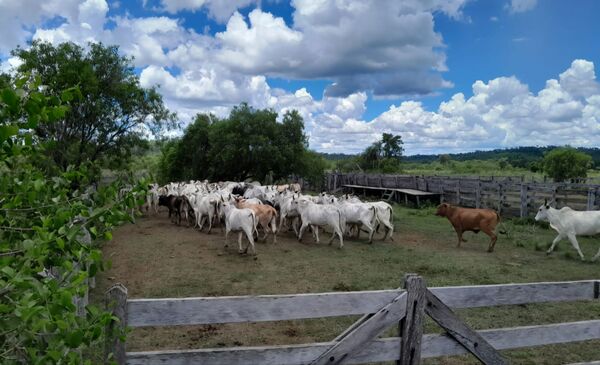 Recuperan más de 60 cabezas de ganado robadas en San Alfredo
