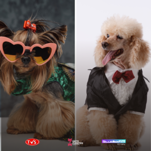 DESFILE DE VERANO DE MASCOTAS SE REALIZARÁ HOY EN LA PLAYA SAN JOSÉ - TVS