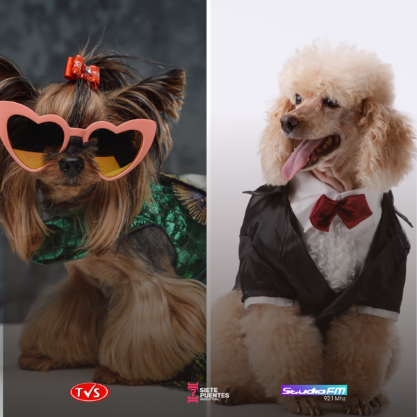 DESFILE DE VERANO DE MASCOTAS SE REALIZARÁ HOY EN LA PLAYA SAN JOSÉ - TVS