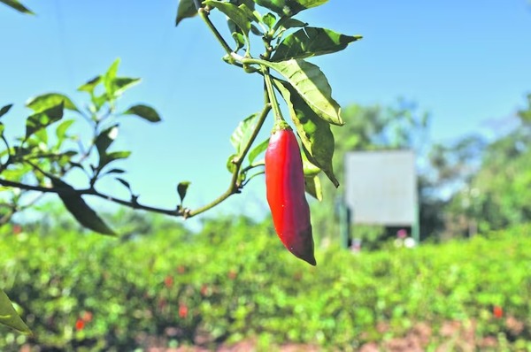 Productores industrializarán el ají picante - Portal Digital Cáritas Universidad Católica