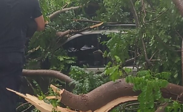 Árbol cayó sobre camioneta en Minga Guazú, tras breve temporal