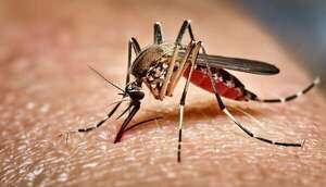 Dengue: emiten alerta regional y advierten del posible ingreso del serotipo DENV3 a Paraguay - Nacionales - ABC Color