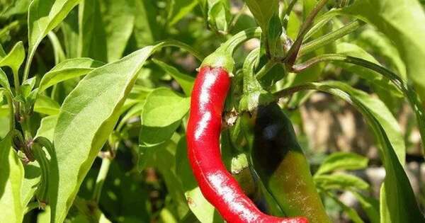 La Nación / Productores industrializarán ají picante con miras a exportar a EE. UU.