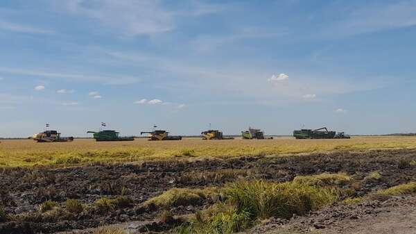 Lanzan oficialmente la cosecha de arroz 2025 en Ñeembucú - Nacionales - ABC Color