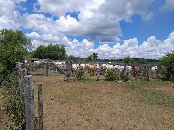 Recuperan 63 animales vacunos en operativo antiabigeato en Concepción - Policiales - ABC Color
