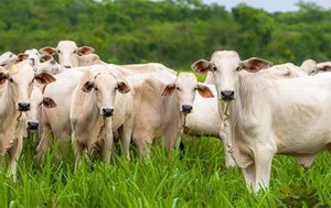 El precio del novillo en Mercosur alcanza su nivel más alto en dos años y medio
