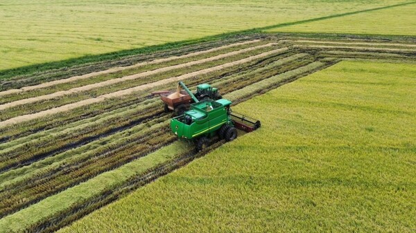 Campaña arrocera: rindes estarían acorde a las expectativas del productor