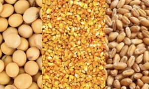 Para el campo, buscan promover el uso de semillas certificadas