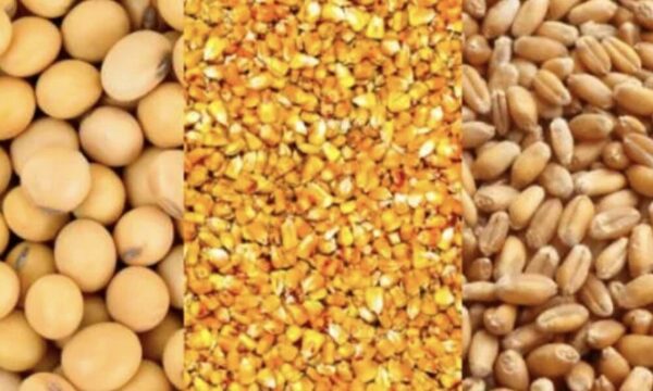 Para el campo, buscan promover el uso de semillas certificadas