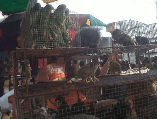 Piden sanciones más duras para quienes vendan ilegalmente animalitos en el Mercado 4