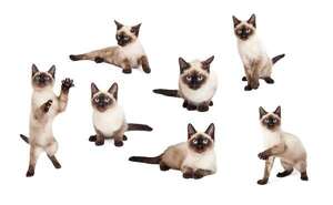 Cómo leer el lenguaje corporal de tu gato y comunicarte mejor con él - Mascotas - ABC Color