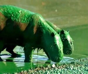 Carpinchos se tiñen de verde por cianobacterias - Portal Digital Cáritas Universidad Católica